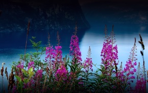 flowers, valley, nature, river