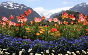 flowers, snow, paints, nature, mountain