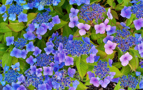 flowers, leaves