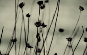 macro, nature, monochrome