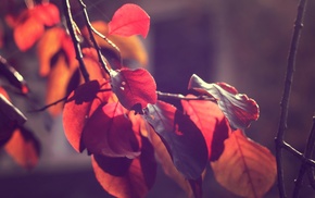 fall, leaves, macro