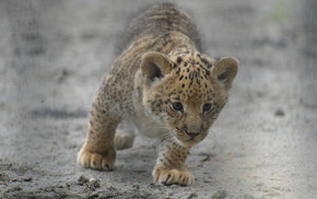 animals