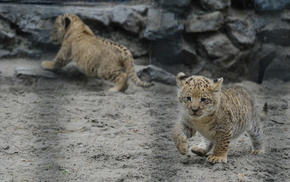 animals