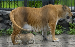 animals
