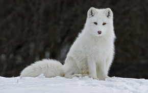 winter, animals, fox, snow