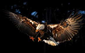 eagle