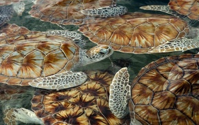 animals, sea