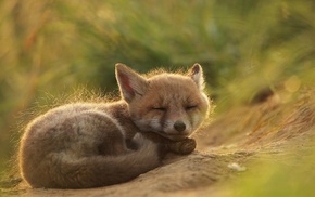 fox, nature, grass