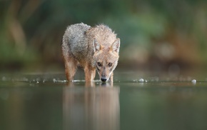 animals, nature, fox