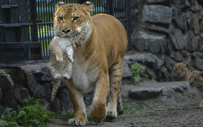 animals