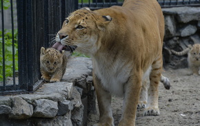 animals