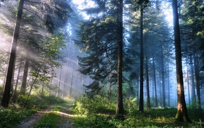 forest, road, trees, nature