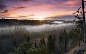 sunset, nature, forest, mist, trees