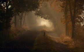 road, nature, trees