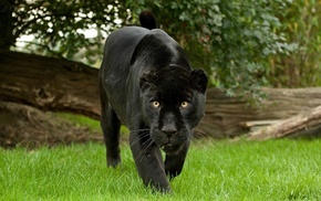 animals