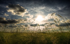 field, nature