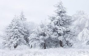 snow, nature, winter, trees