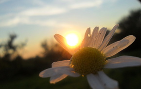 chamomile, Sun, summer