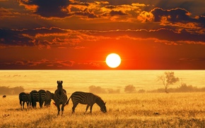 animals, sunset, Africa, zebras