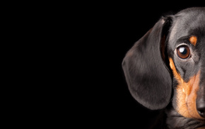 dog, animals, black background