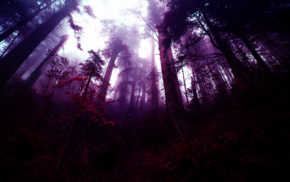 purple, photo manipulation, mist, fantasy art, trees, forest