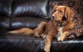 couch, animals, dog