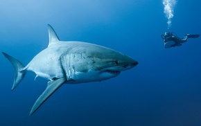 shark, divers