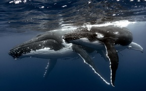 whale, whale tailes