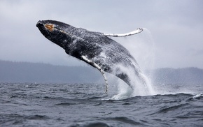 animals, whale, nature