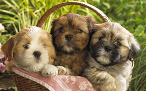animals, basket, puppies