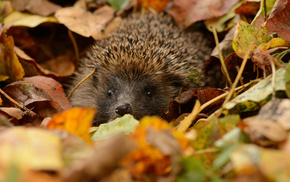 leaves, animals