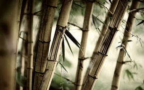 macro, nature, bamboo