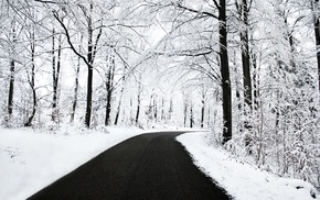 forest, road, snow