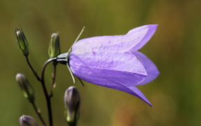 flowers, macro