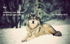 wolf, motivational