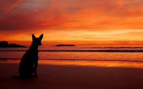 beach, sea, animals, sunset, dog