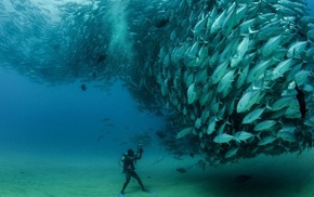 underwater, photography, fish, divers, shoal of fish
