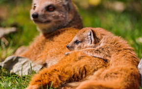 animals