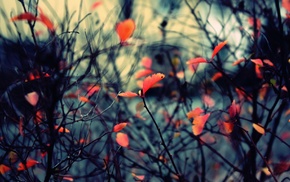 nature, twigs, leaves, fall