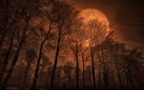 moon, trees, nature, monochrome, forest, spooky