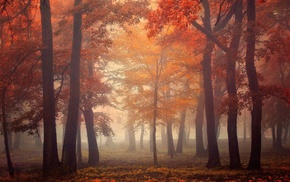 trees, landscape