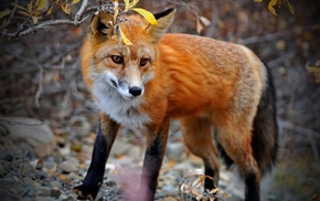 fox, animals