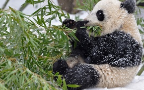 snow, animals, leaves