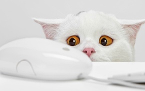 white, cat, computer, orange eyes, computer mice, animals