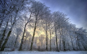 snow, nature, trees