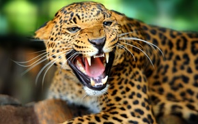 animals