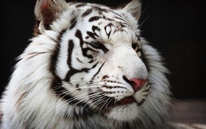 animals, tiger, white tigers