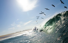 birds, waves