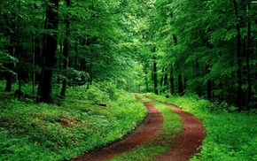 road, green, trees, nature