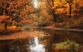 fall, river, nature, water